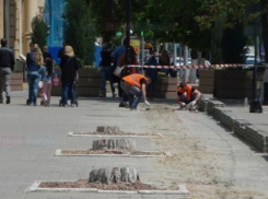 Спиленные в центре Ростова акации заменят новыми деревьями