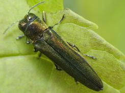 В Ростовской области введен карантин из-за жуков-вредителей