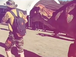 Зубастый хищник из доисторических времен прогулялся по набережной Ростова