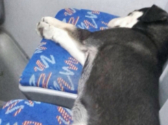 Сразу два сидячих места уступили уставшей дворняге сердобольные пассажиры автобуса в Ростове