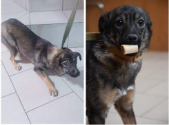 Маленькую собачку из ростовского ЦБЖ забрали в Бельгию