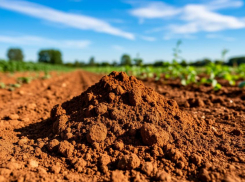 Первую Красную книгу почв для их сохранения готовят в Ростовской области