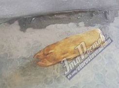 Откинувший копыта пассажир маршрутки Ростова вызвал гомерический хохот у горожан