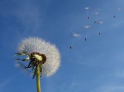 Усиление ветра до 18 м/с ожидается в Ростове в ближайшие дни