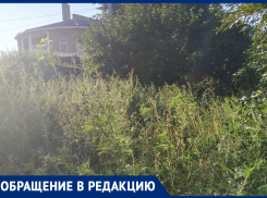 Ростовчане снова жалуются на заросли амброзии
