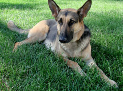 Почти на 600 тысяч рублей закупит собак ГУ МВД по Ростовской области