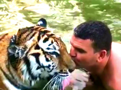 Экстремальное купание изнывающего от жары тигра в Дону распугало пляжников в окрестностях Волгодонска