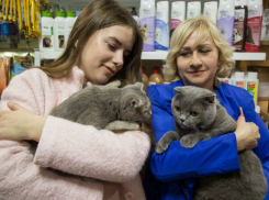 Умилительные знакомства победителей конкурса «Самый красивый кот-2017» попали на видео