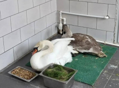 Неходячего лебедя спасли в Ростовской области  