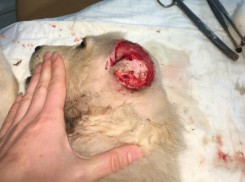 Живодеры зверски откромсали уши и хвост щенку в Ростове