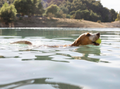 Власти Ростова снова перенесли открытие пляжа в парке «Дружба»