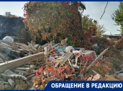 «Дрожит от холода, совсем отощал»: ростовчане переживают о судьбе брошенного на улице пса