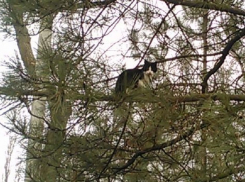 «Вьющие гнезда» в удивительных местах Ростовской области мартовские коты попали на фото