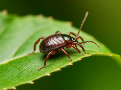 Очаги опасных клещевых инфекций обнаружили в Ростовской области