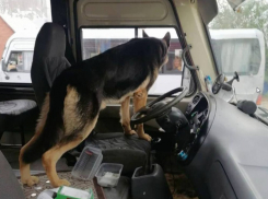 Агрессивный пес выгнал людей и захватил автобус в Ростовской области