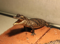 Ростовчанин стал «приемным отцом» для 300 крокодилов