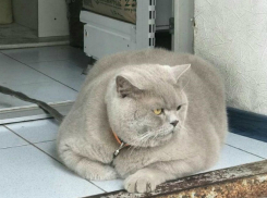 Сурово упитанный «охранник» магазина Мордыхай поднял утреннее настроение жителям Ростова