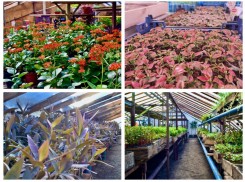 Весной и летом в Ростове высадят 140 тысяч цветов