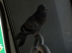 Ростовский голубь отказался от полетов и решил объехать мир автостопом