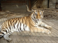 Депутаты Заксобрания обеспокоились условиями содержания животных в зоопарке Ростова