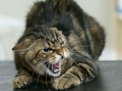 Зараженная бешенством дворовая кошка покусала своего хозяина в Ростовской области