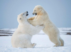 Календарь: 27 января - Международный день полярного медведя