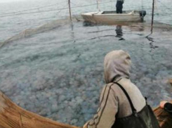 Ученые предложили рыбакам применять отбойники для медуз в Азовском море