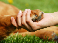 Зоозащитники Ростова соберутся 8 июля на площади Ленина