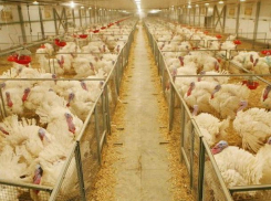 Компания «Евродон» возобновит работу в 2020 году