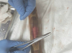 Отказавшаяся стать обедом крыса устроила «бунт» и разорвала двухлетнего питона в Ростове