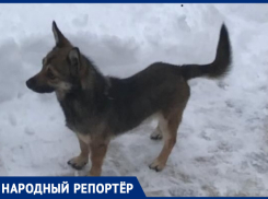В Ростове пропал миниатюрный кобель Тошка