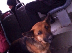 Ростовчане просят отозваться хозяина «четвероного пассажира» 65 автобуса