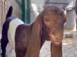 Ветеринары из Ростовского-на-Дону зоопарка вылечили козленка с растянутыми связками 