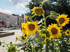 Неделя чрезвычайно комфортной погоды в Ростове стартует 21 июля