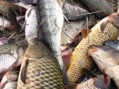 В Ростовской области браконьеры пойдут под суд за вылов сазана и толстолобика