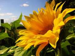 Осенний лунный календарь садовода и огородника с 31 августа по 6 сентября