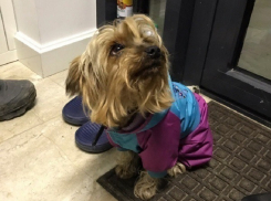 Собака в стильном розово-голубом костюме растрогала женщин Ростова 