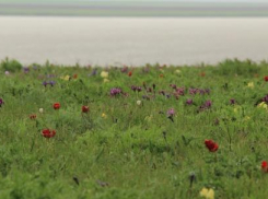 Более 7 тысяч гостей приехали на фестиваль «Воспетая степь»