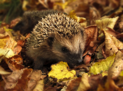 Ясно и тепло: прогноз погоды в Ростове на среду, 2 октября