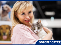 Ростовчане стали кошко-мамами и кото-папами во время фестиваля «Дай лапу»