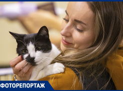 В Ростове котикам из приюта нашли заботливых владельцев