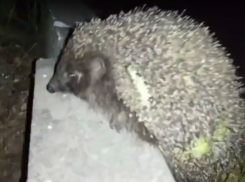 Удивительная встреча с ночной «милахой» в Ростове попала на видео