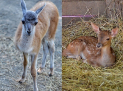 Масштабный бэби-бум продолжился в Ростовском зоопарке