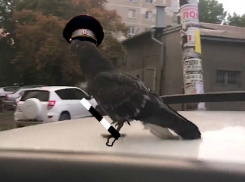 «Душа полицейского вселилась в голубя», - ростовчан удивило странное поведение птицы