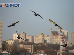В «дурацкий» день ожидается прохладная и ветреная погода в Ростове