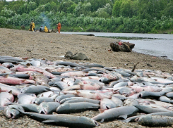 Браконьеры выловили из Таганрогского залива 7 тыс. рыб разных пород