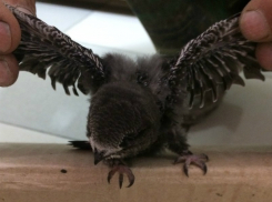 День добра: ростовчане ищут передержку выпавшему из гнезда птенцу