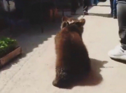 Забавный медвежонок произвел фурор на оживленной улице города Ростовской области
