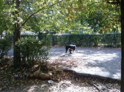 Труп собаки возле ростовской школы заставил жителя дойти до администрации города 