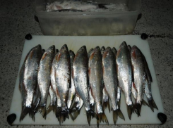 Ученые в Ростовской области считают преждевременным исключение шамайки из красной книги